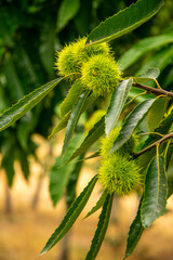 Branch of chestnut with fruits. Chestnuts urchin. Castanea sativa
