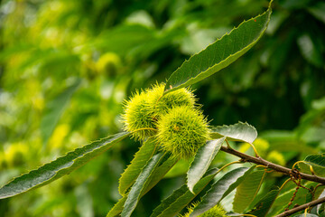 sweet chestnuts ripening on the branches of the tree, autumn fruits