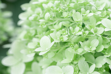 Hydrangea Limelight Hydrangea green limelight color flowers macro