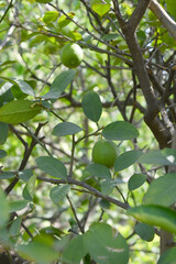 fresh lemon on plant closeup, Close-up Lemon fruit hanging on tree, photo of fresh lemons plants, Bunch of fresh ripe lemons on a lemon tree branch, Ripe fresh lemon hangs on tree branch in sunshine. 