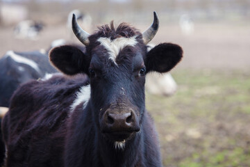 A close-up of a black and white bull with a white spot on his face. He looks at the camera.