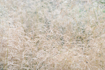 Field of wild dry flowers tall grass macro