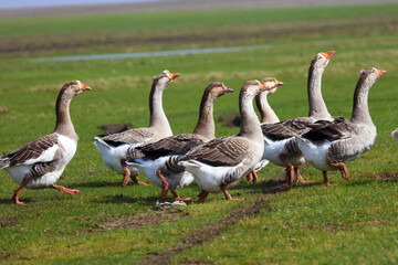 A flock of geese is grazing on a green meadow. The geese are walking together one after another.