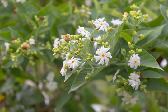 Branch full of fresh white night-flowering jasmine blooming in am autumn morning aka coral jasmine, night blooming jasmine, harsingar, parijat 