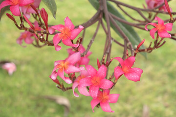 Pink plumeria flowers in the garden