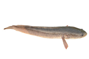 Large, fresh, not dead snakehead fish placed isolated on cut out PNG or transparent background. Snakehead fish are freshwater fish that live in rivers and canals in Asia. They eat meat or small fish.
