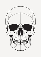 Detailed black white skull illustration