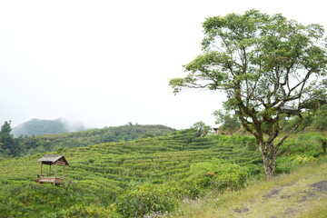 Natural views on expansive hills