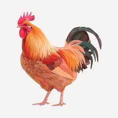 Colorful rooster illustration vector