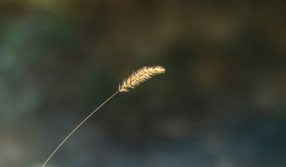 A yellow ear of corn in the sun close-up