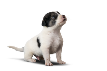 Fox Terrier Puppy on transparent Background