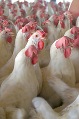 Closeup portrait of White hen at poultry farm, Layer farm, Group of healthy white chicken in poultry farm closeup, hen face closeup in farm, poultry, layer hens for eggs, poultry and livestock Chicken