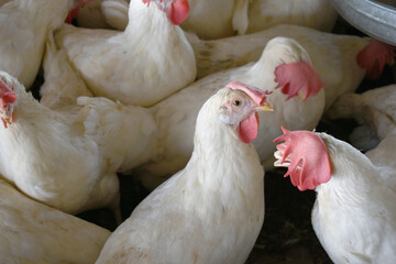 Closeup portrait of White hen at poultry farm, Layer farm, Group of healthy white chicken in poultry farm closeup, hen face closeup in farm, poultry, layer hens for eggs, poultry and livestock Chicken