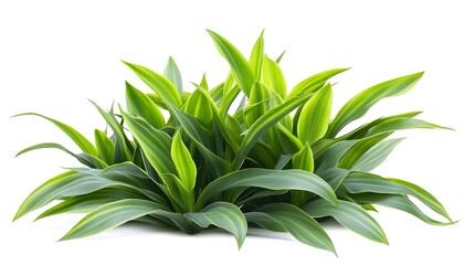 Green Foliage on White Background