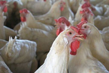 Closeup portrait of White hen at poultry farm, Layer farm, Group of healthy white chicken in...