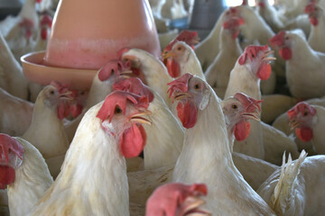 Closeup portrait of White hen at poultry farm, Layer farm, Group of healthy white chicken in poultry farm closeup, hen face closeup in farm, poultry, layer hens for eggs, poultry and livestock Chicken