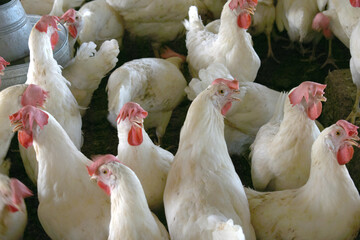 Closeup portrait of White hen at poultry farm, Layer farm, Group of healthy white chicken in poultry farm closeup, hen face closeup in farm, poultry, layer hens for eggs, poultry and livestock Chicken