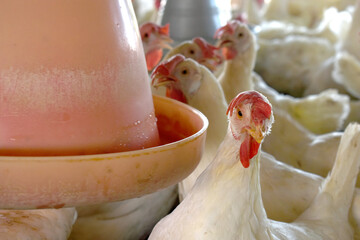 Closeup portrait of White hen at poultry farm, Layer farm, Group of healthy white chicken in poultry farm closeup, hen face closeup in farm, poultry, layer hens for eggs, poultry and livestock Chicken