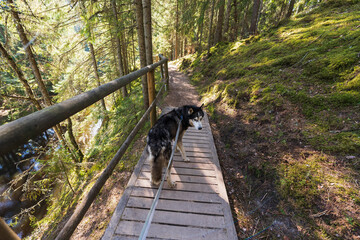 Walking with a husky dog ​​on a leash in the forest in Taevaskoja on a summer day.