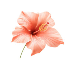 Pink Hibiscus Flower with White Background