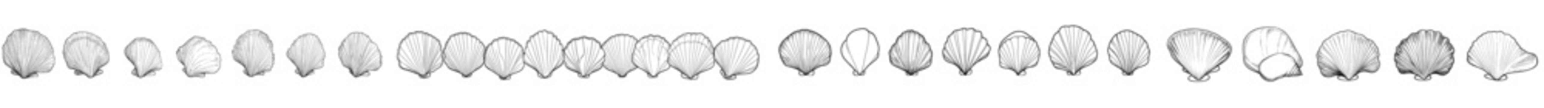 grayscale seashells collection, various shapes and sizes clip art preview