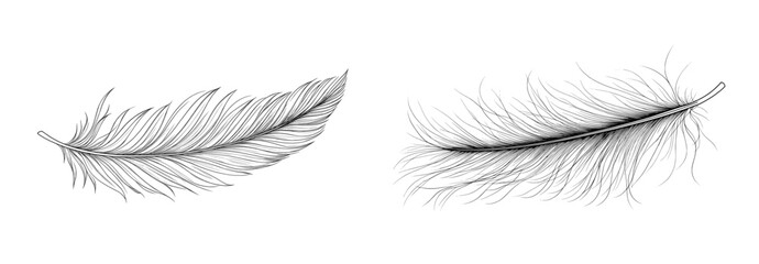 Modern illustration with a simple bird feather drawn in one continuous line.