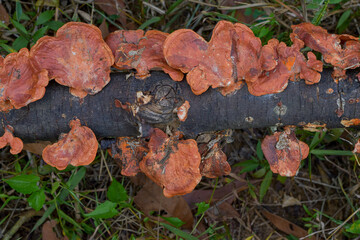 Large flat mushrooms (ganoderma lucidum) grow in the gaps of living trees