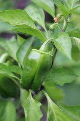 close up of a pepper plant
