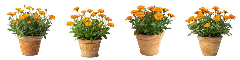 set of A potted Calendula in a ceramic pot with orange flowers, on a transparent background png 