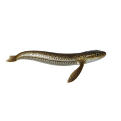 fish  with transparent background PNG and JPEG image	