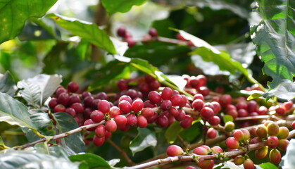 Coffee plant farm woman Hands harvest raw coffee beans. Ripe Red berries plant fresh seed coffee tree growth in green eco farm. Close up hands harvest red seed in basket robusta arabica plant farm.