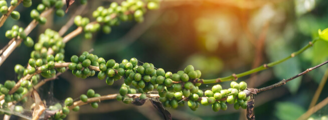Banner Green coffee bean berry plant with sunlight. Panorama Fresh raw seed coffee tree growth in...