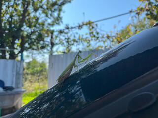 Fototapeta premium Common Praying Mantis on car hood
