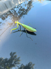 Common Praying Mantis on car hood