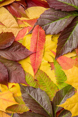 Autumn leaves background