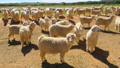 A herd of male angora goats (Capra aegagrus hircus), Toorwater.