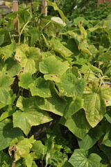 green leaves background