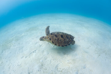 Obraz premium Green Turtle at Perhentian island, Malaysia