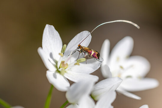A brown longhorn moth - adela croesella - sits on a flower
