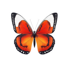 Fototapeta premium Orange Butterfly with Black and White Markings