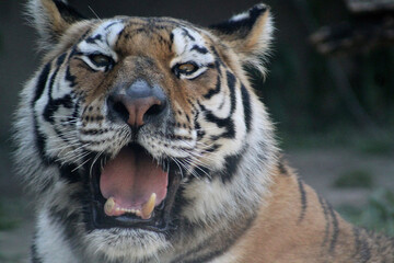 Obraz premium Close-up of Tiger with Mouth Open