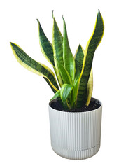 plant in a pot isolated on empty backgound, png, cutted