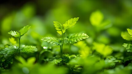 Close-up of vibrant green leaves in diverse foliage, showcasing nature's beauty.