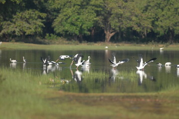 A serene scene of a group of storks in flight and resting on the calm surface of a wetland, their graceful movements captured against a backdrop of lush green trees. The birds’ reflections shimmer on 
