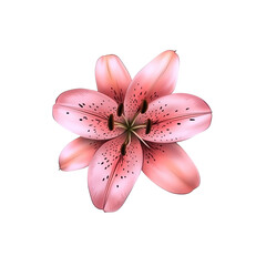 Pink Lily Flower with Black Spots on White Background