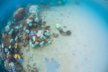 Underwater coral reef at Perhentian