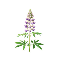 Purple and White Lupine Flower Isolated on White Background