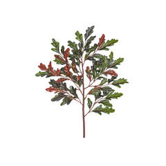 Fototapeta premium Green and Red Oak Leaves Branch