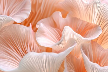 macro photograph soft pink mushroom gills delicate textures with intricate folds soft lighting illuminating smooth surfaces with gentle gradient light pale peach Shallow depth field creating dreamlike