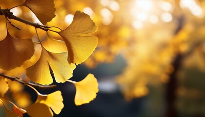 Ginkgo biloba also known as the maidenhair tree in autumn with beautiful leaves perfect for a copy space image